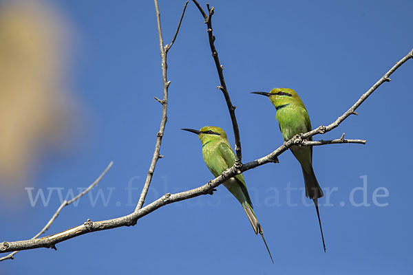 Smaragdspint (Merops orientalis)