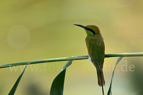 Smaragdspint (Merops orientalis)