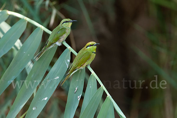 Smaragdspint (Merops orientalis)