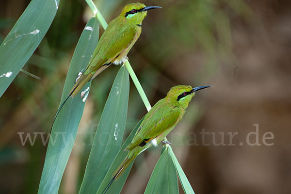 Smaragdspint (Merops orientalis)