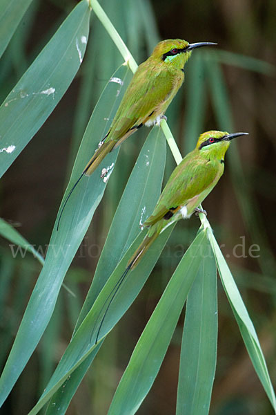 Smaragdspint (Merops orientalis)