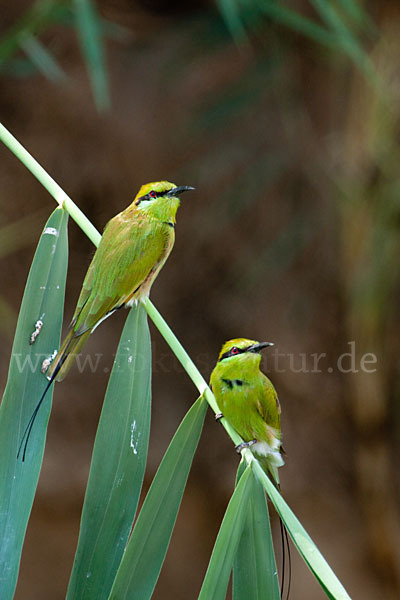 Smaragdspint (Merops orientalis)