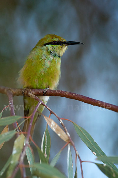 Smaragdspint (Merops orientalis)