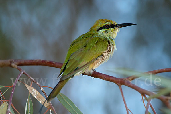 Smaragdspint (Merops orientalis)