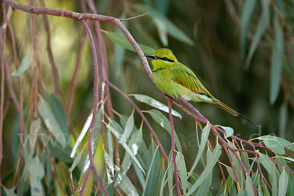 Smaragdspint (Merops orientalis)