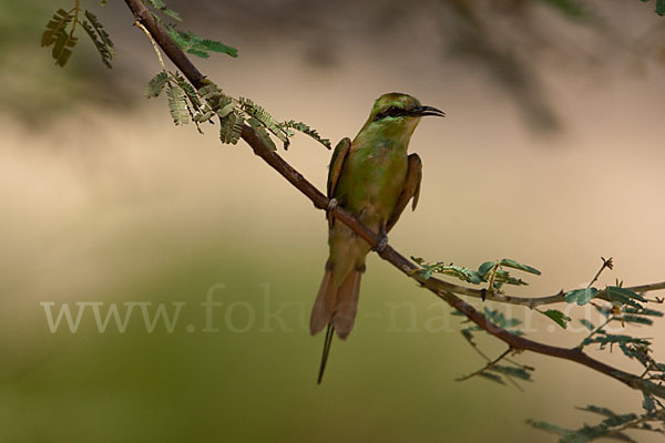 Smaragdspint (Merops orientalis)