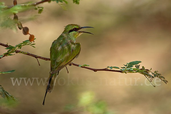 Smaragdspint (Merops orientalis)