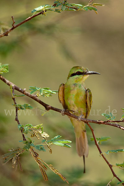 Smaragdspint (Merops orientalis)