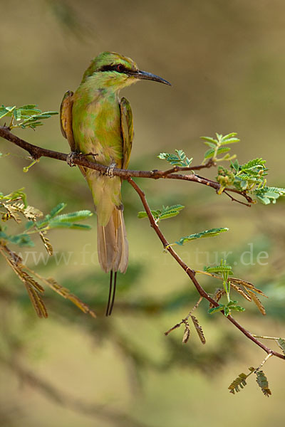Smaragdspint (Merops orientalis)