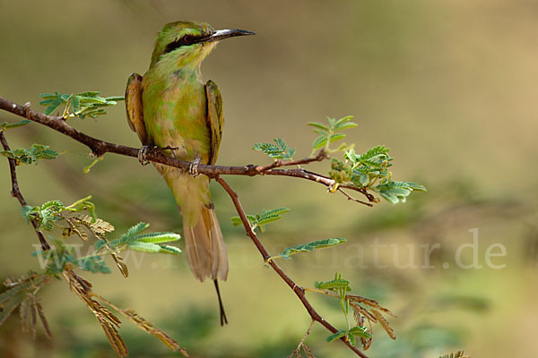 Smaragdspint (Merops orientalis)