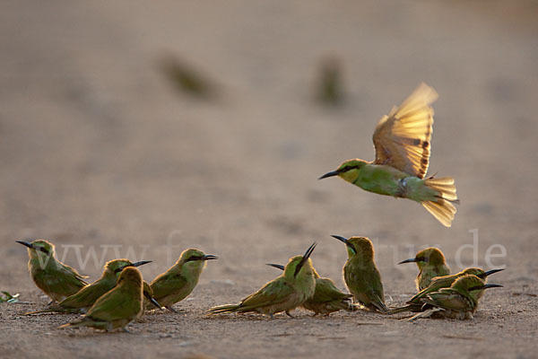 Smaragdspint (Merops orientalis)