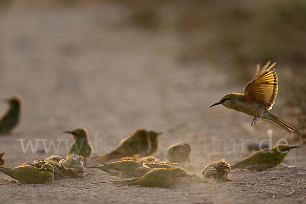 Smaragdspint (Merops orientalis)