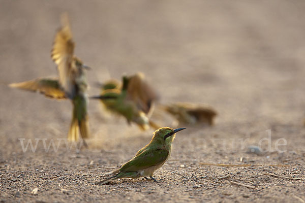 Smaragdspint (Merops orientalis)