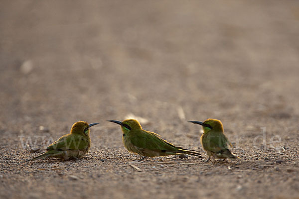 Smaragdspint (Merops orientalis)