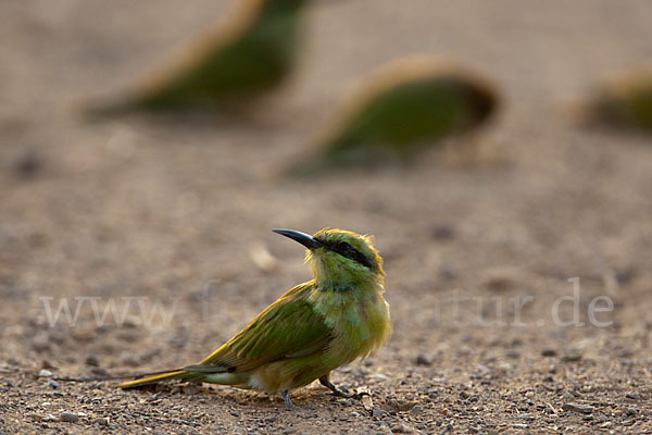 Smaragdspint (Merops orientalis)