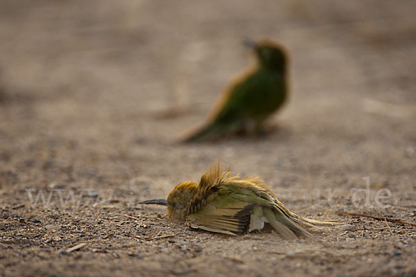 Smaragdspint (Merops orientalis)