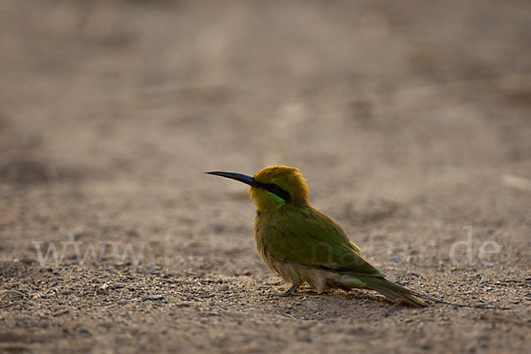 Smaragdspint (Merops orientalis)