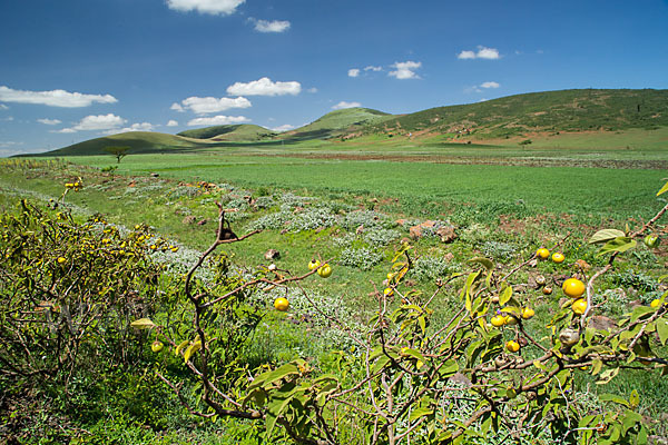 Sodomsapfel (Solanum linnaeanum)