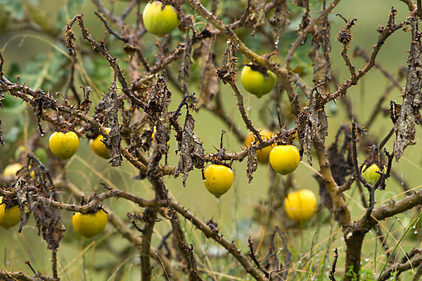 Sodomsapfel (Solanum linnaeanum)