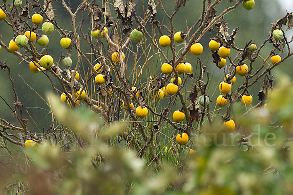 Sodomsapfel (Solanum linnaeanum)