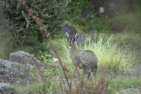 Somali-Klippspringer (Oreotragus somalicus)