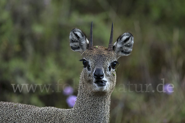 Somali-Klippspringer (Oreotragus somalicus)