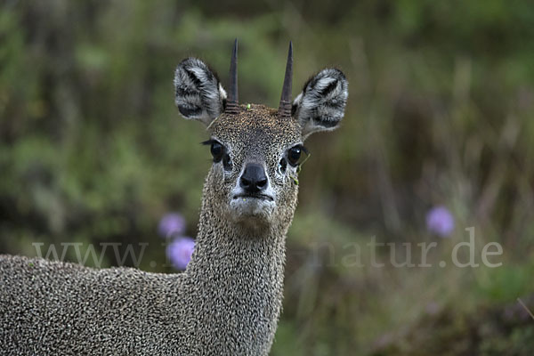 Somali-Klippspringer (Oreotragus somalicus)