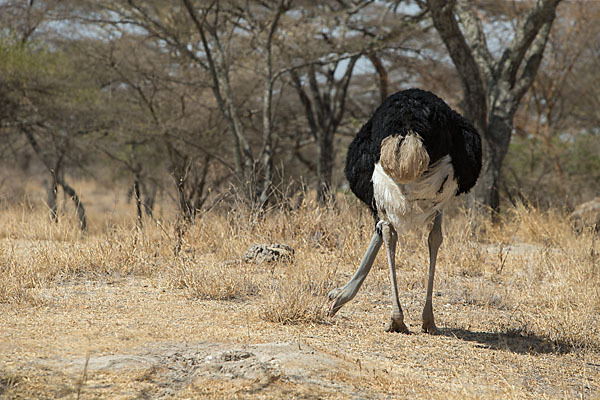 Somalistrauß (Struthio molybdophanes)