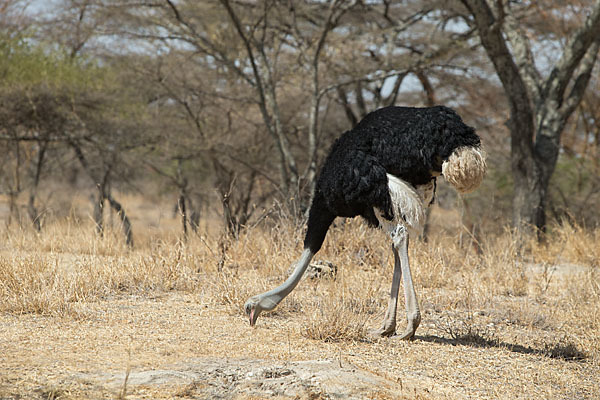 Somalistrauß (Struthio molybdophanes)