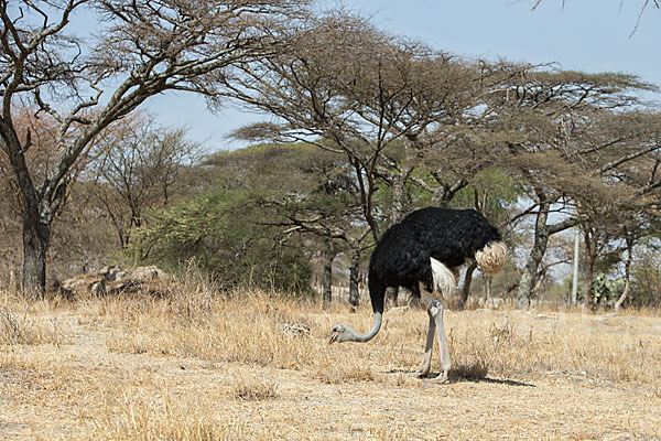 Somalistrauß (Struthio molybdophanes)