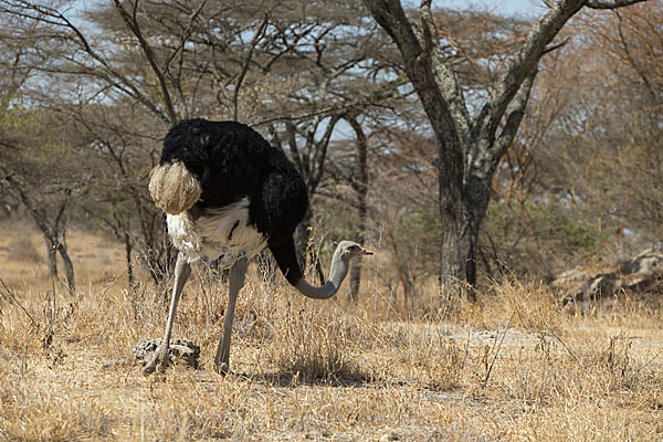 Somalistrauß (Struthio molybdophanes)