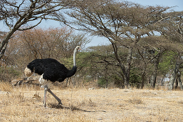 Somalistrauß (Struthio molybdophanes)