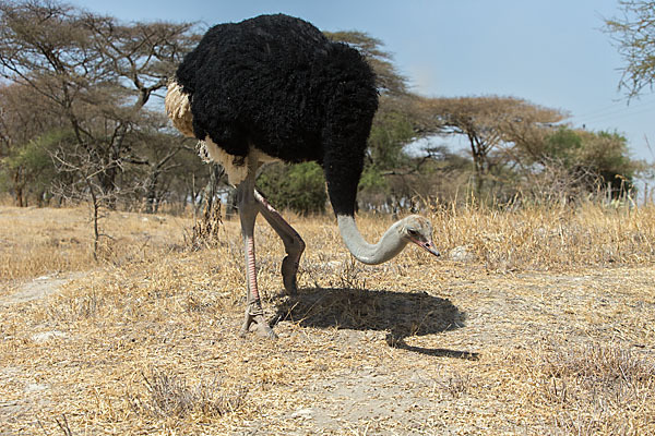 Somalistrauß (Struthio molybdophanes)