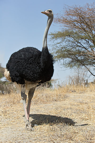 Somalistrauß (Struthio molybdophanes)