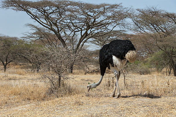 Somalistrauß (Struthio molybdophanes)