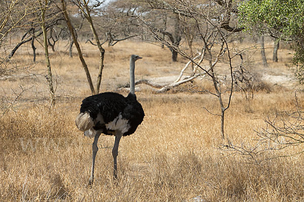 Somalistrauß (Struthio molybdophanes)