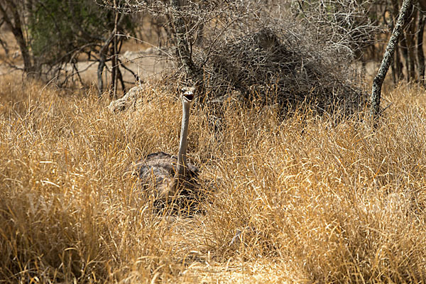 Somalistrauß (Struthio molybdophanes)