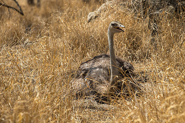 Somalistrauß (Struthio molybdophanes)