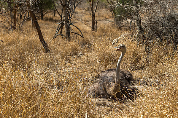 Somalistrauß (Struthio molybdophanes)