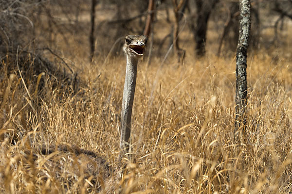 Somalistrauß (Struthio molybdophanes)