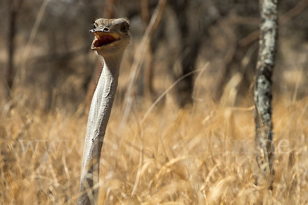 Somalistrauß (Struthio molybdophanes)