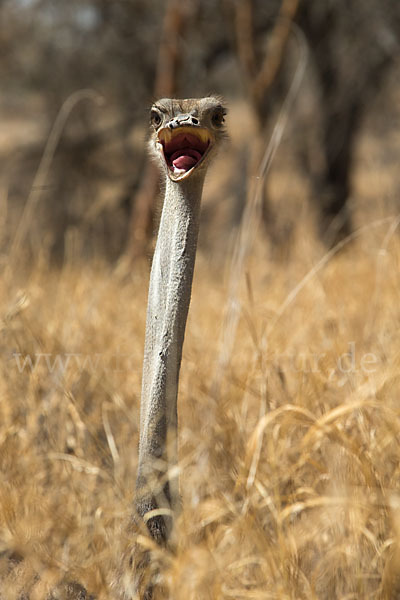 Somalistrauß (Struthio molybdophanes)