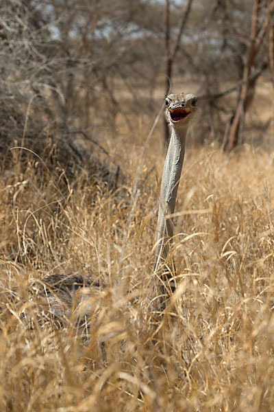 Somalistrauß (Struthio molybdophanes)