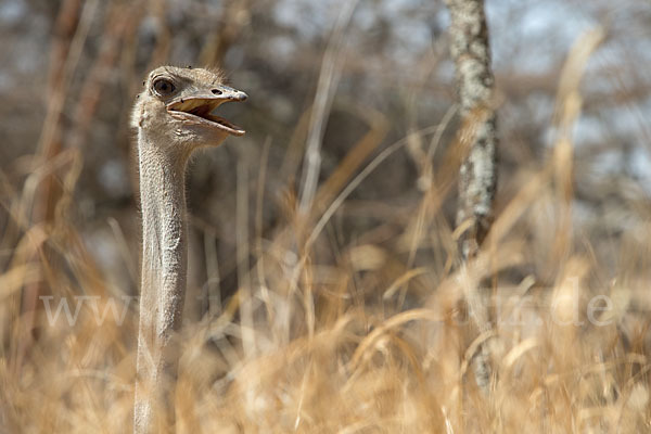 Somalistrauß (Struthio molybdophanes)