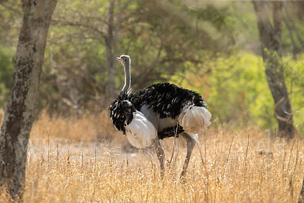 Somalistrauß (Struthio molybdophanes)