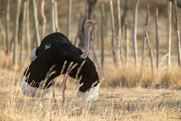 Somalistrauß (Struthio molybdophanes)