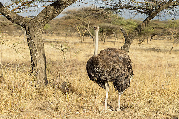 Somalistrauß (Struthio molybdophanes)