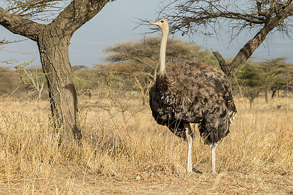 Somalistrauß (Struthio molybdophanes)