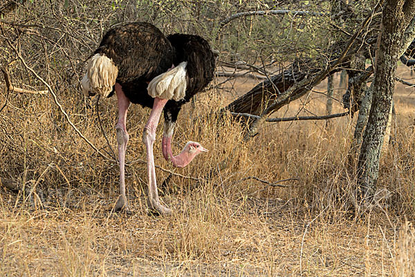 Somalistrauß (Struthio molybdophanes)