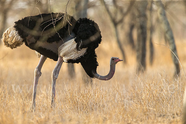 Somalistrauß (Struthio molybdophanes)